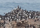 Common murres covered the rocks, but they will soon all be out to sea